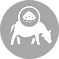 Grain-fed Cattle